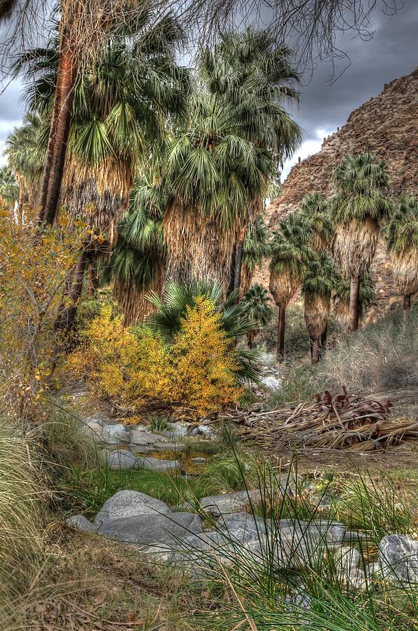 Palm Springs Oasis in HDR Photograph by Matthew Bamberg