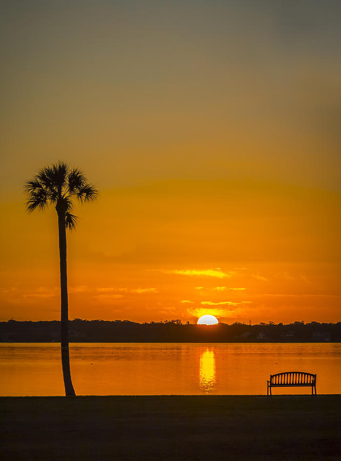Palm Sun and Bench Photograph by Marvin Spates