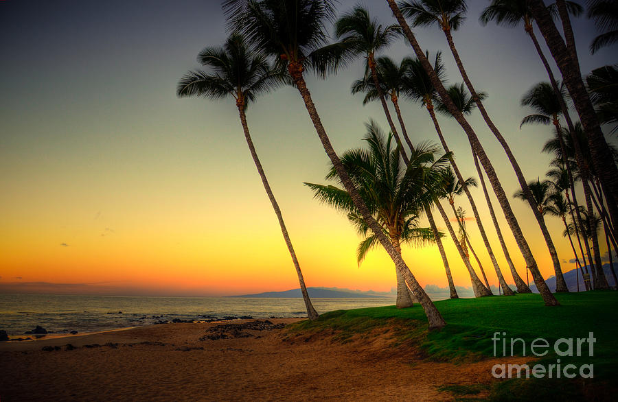 Palm Sunrise Photograph by Kelly Wade