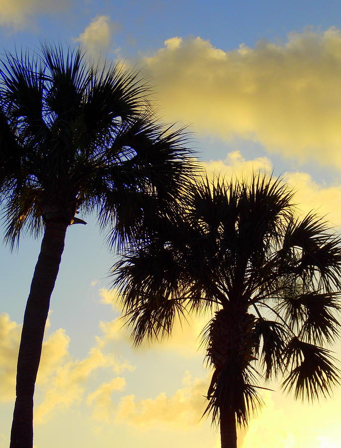 Palm Sunrise Photograph by Sheri McLeroy