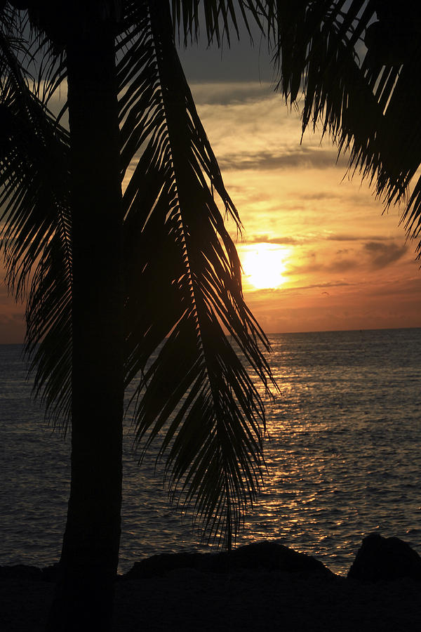 Key West Palm Sunset Photograph by Bob Slitzan