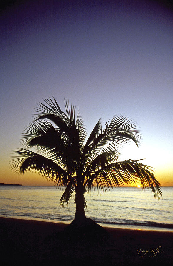 Palm sunset Photograph by George Tuffy
