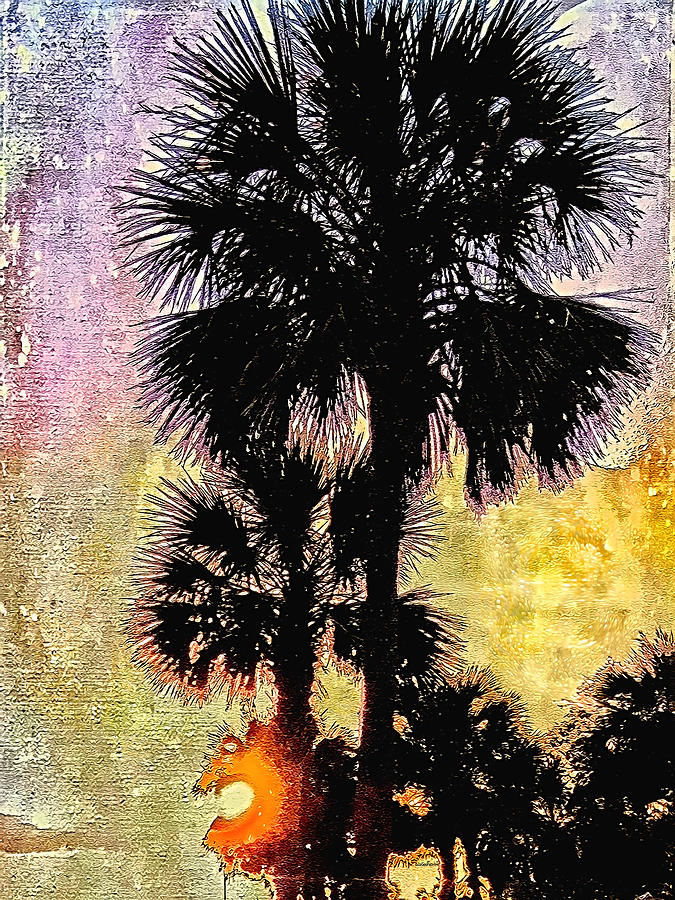 Palm Sunset Photograph by Kathy Bassett