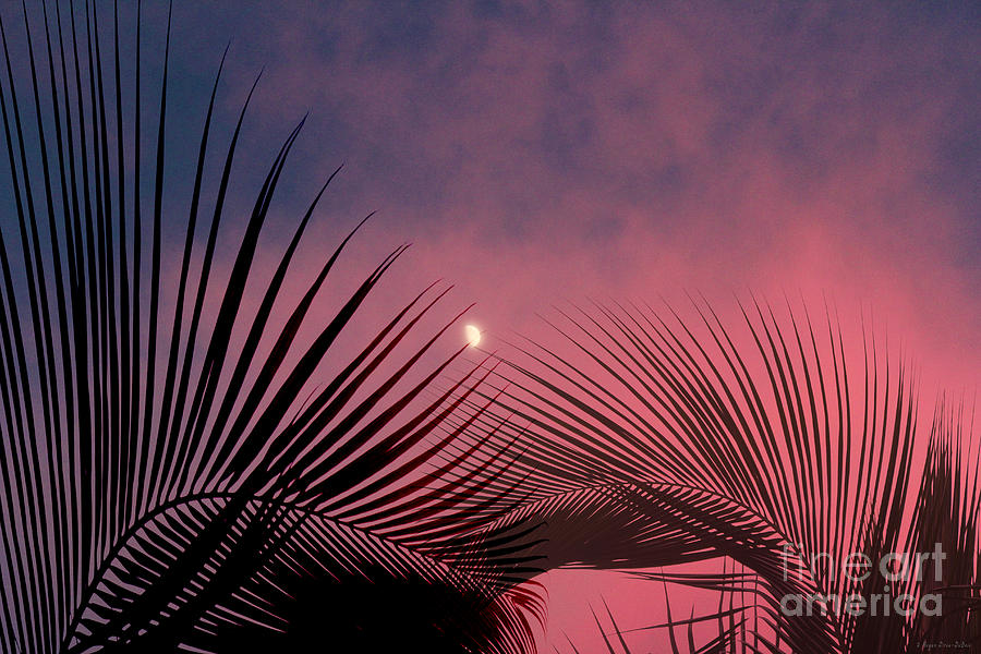 Palm Sunset Photograph by Megan Dirsa-DuBois