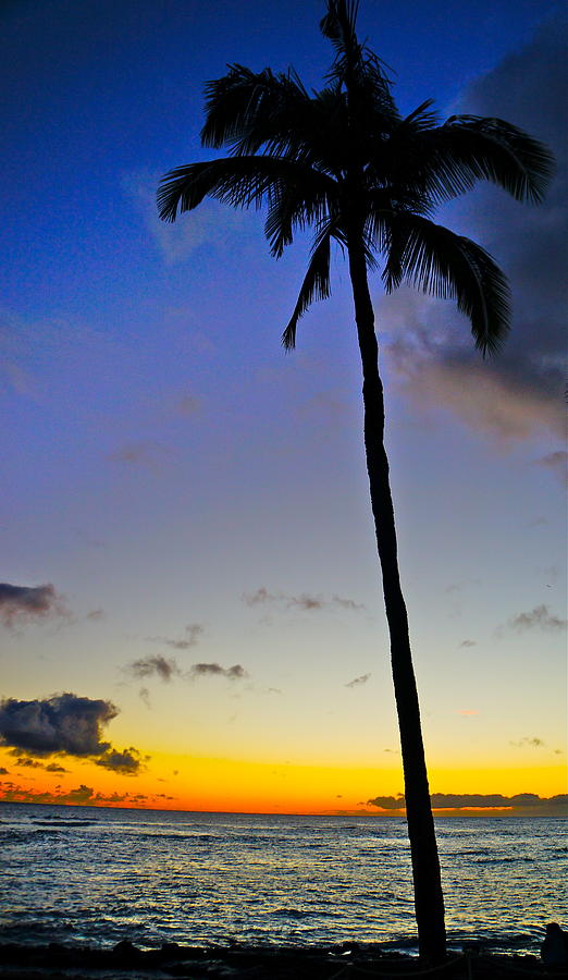 Palm Sunset Photograph by Tracey McQuain | Fine Art America