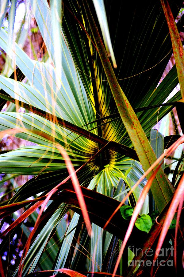 Palm Through The Fronds Photograph by Tamara Michael