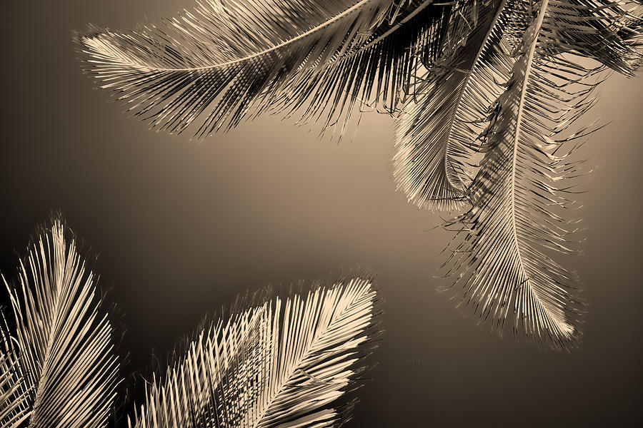 Palm To Palm Photograph by Allan Van Gasbeck