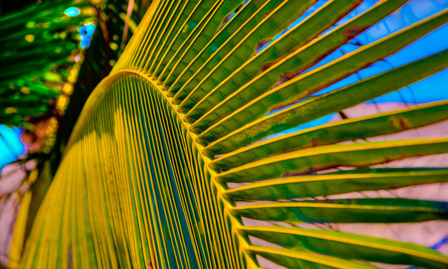Palm Photograph by Tommy Farnsworth
