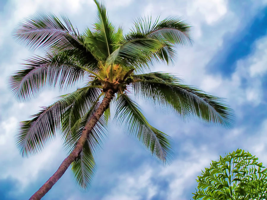 Palm Tree 13 Photograph by Dawn Eshelman