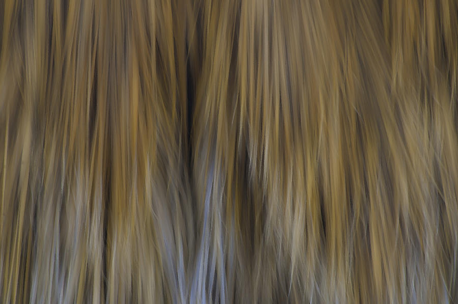 Palm Tree Abstract 2 Photograph by Sherri Meyer