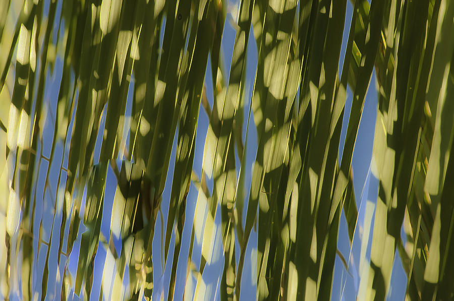 Palm Tree Abstract Photograph by Sherri Meyer