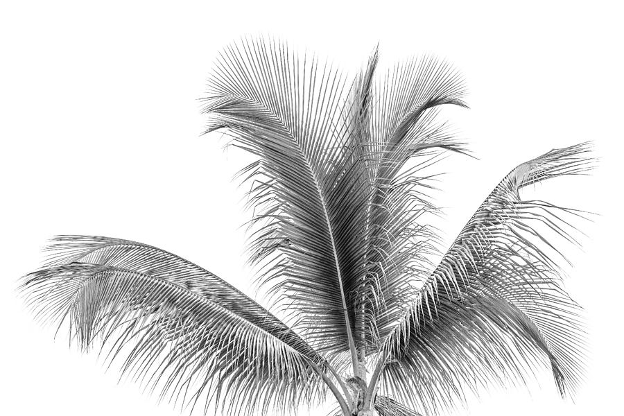 Palm Tree Abstract Photograph by Susan Stone