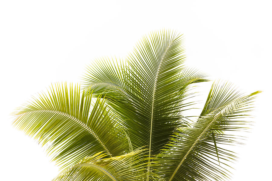 Palm tree against white background with copy space Photograph by Imamember