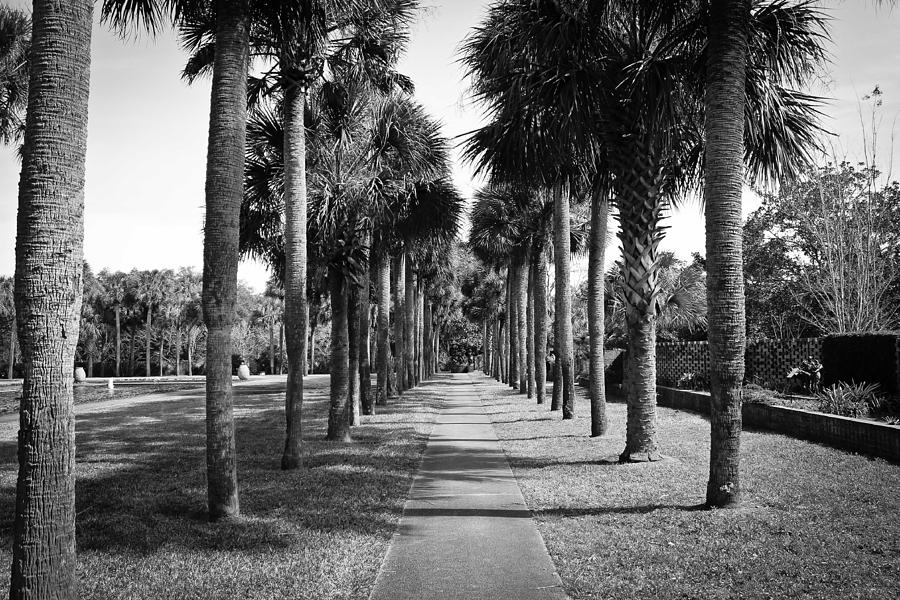 Palm Tree Alley  Photograph by Jessica Brown