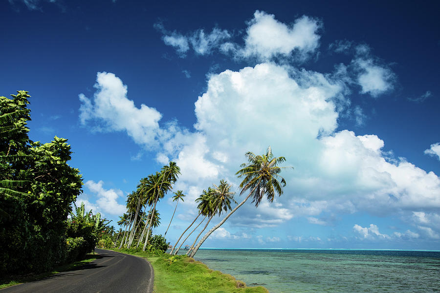 Nature Photograph - Palm Tree Along A Road by Panoramic Images