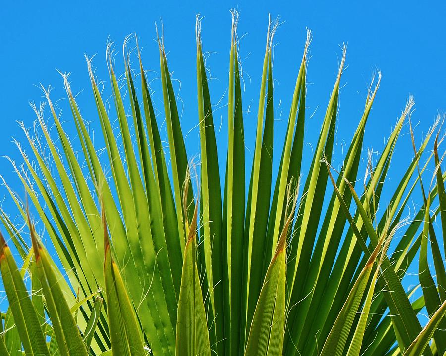 Sunset Photograph - Palm Tree and Blue Sky 2/06 by Mark Lemmon