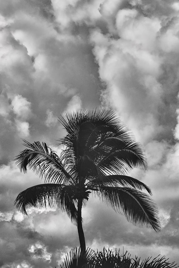 Palm Tree And Clouds Photograph