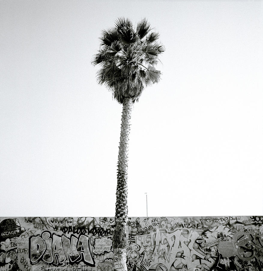 Palm Tree And Graffiti Photograph by Shaun Higson