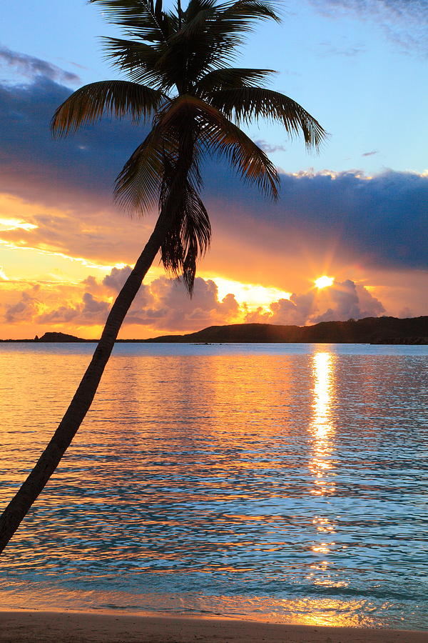 Palm Tree and Tropical Sunset Photograph by Roupen Baker