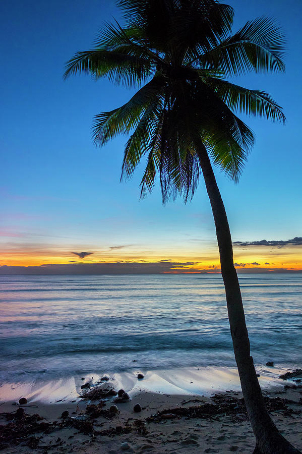 Palm Tree At Sunset On San Juan Beach Photograph by Jason Langley ...