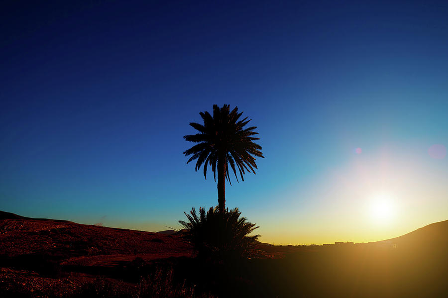 Palm Tree At Sunset Photograph by Wladimir Bulgar