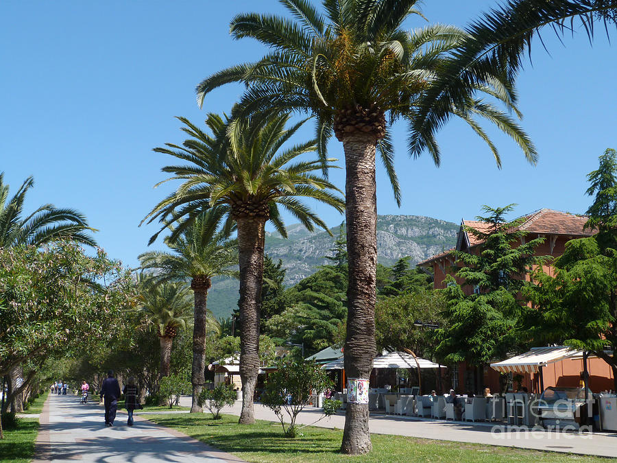 Palm Tree Avenue - Bar - Montenegro Photograph by Phil Banks
