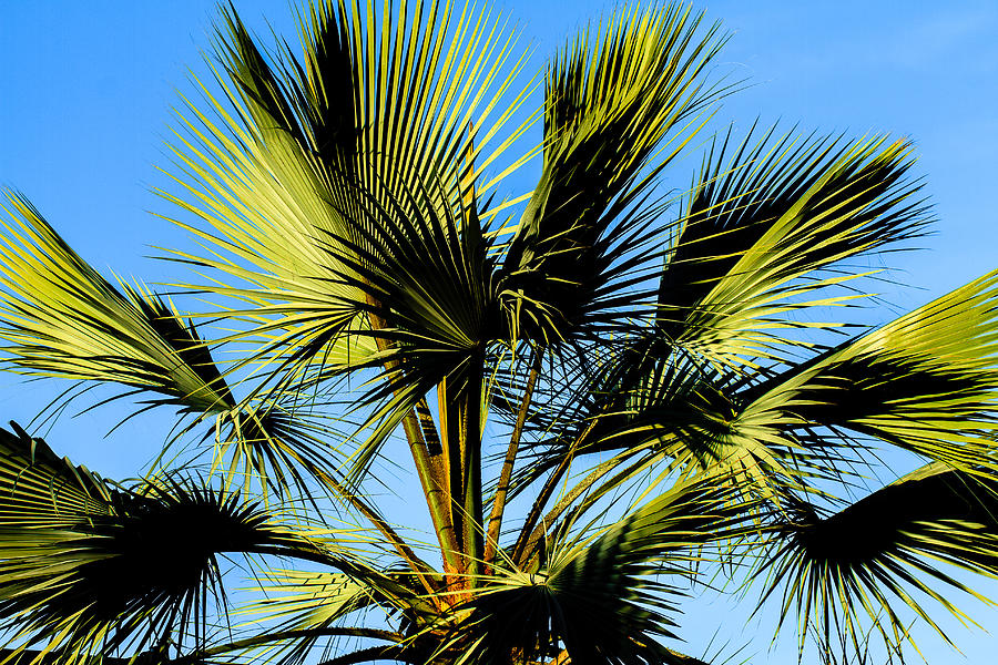 Palm Tree Photograph by Ben Graham