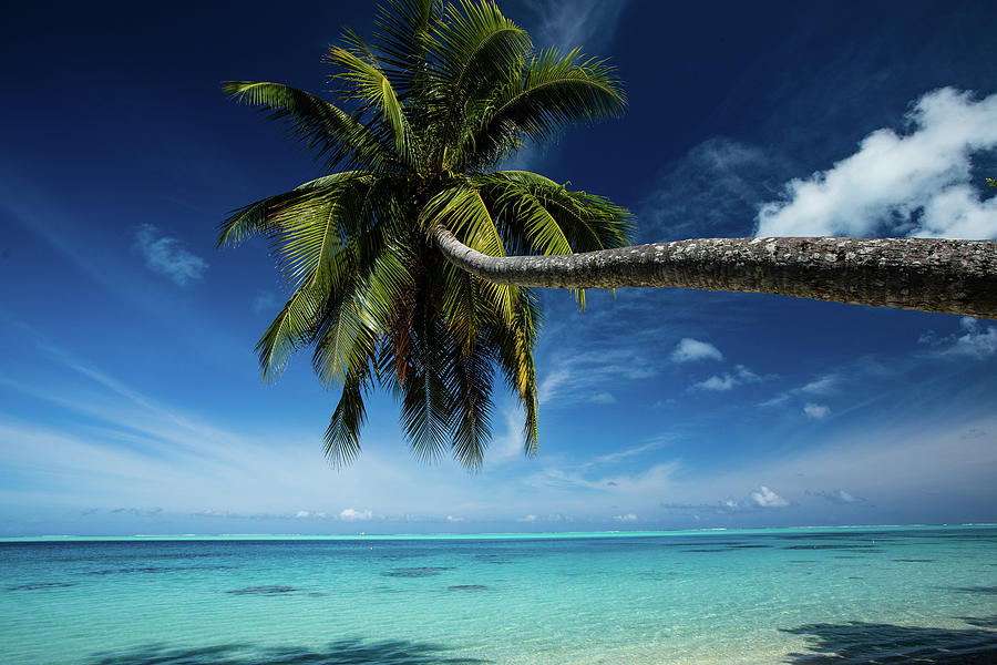 Palm Tree Bending Over The Beach, Bora Photograph by Panoramic Images