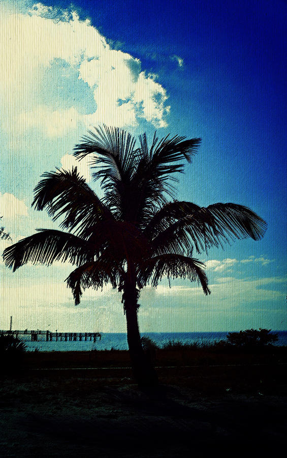 Palm Tree Blues Photograph by Laurie Perry