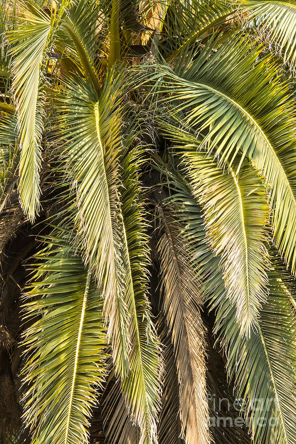 Palm Tree Branches Photograph by Bob Phillips