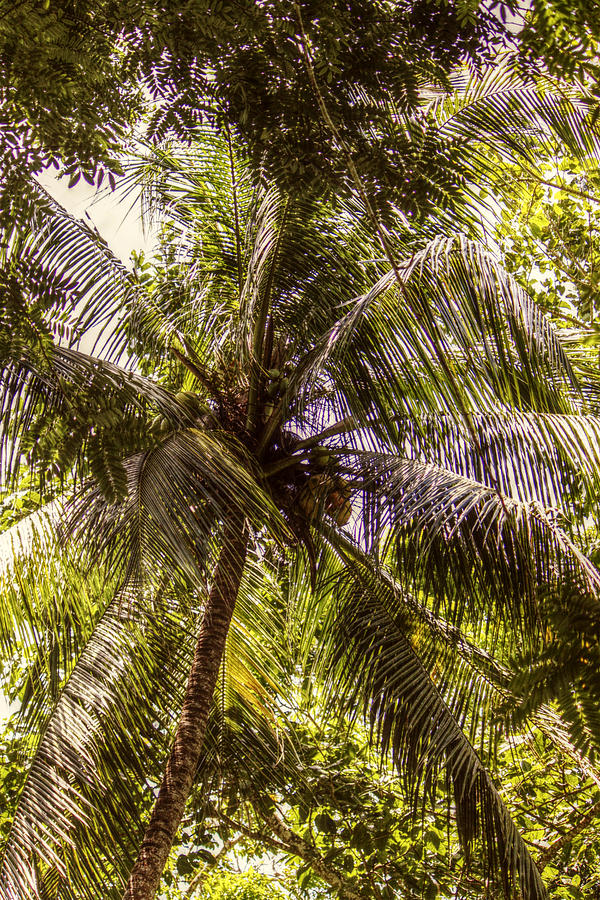 Coconut Photograph - Palm Tree Breeze by Melanie Lankford Photography