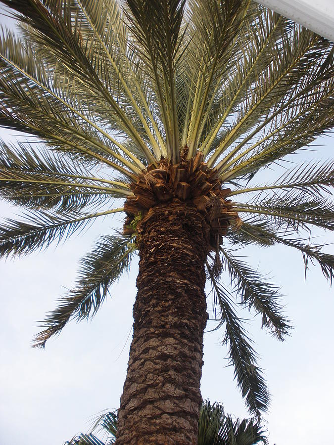 Palm Tree Calm Me Photograph by Glenn Aker - Fine Art America