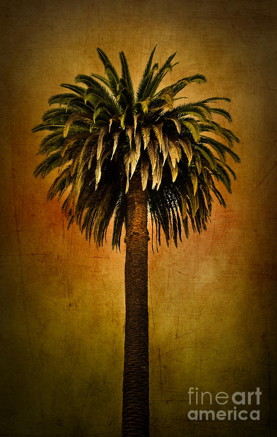 Palm tree Photograph by Elena Nosyreva