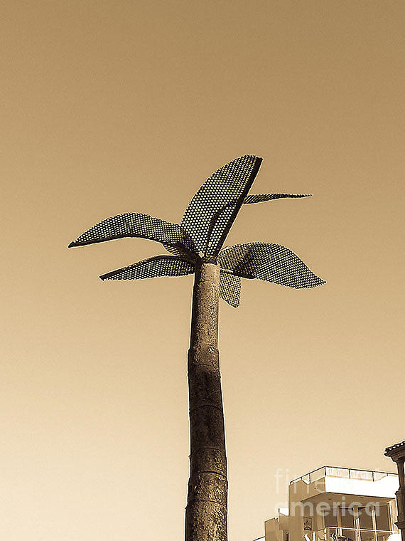 Palm Tree Photograph by Fei A