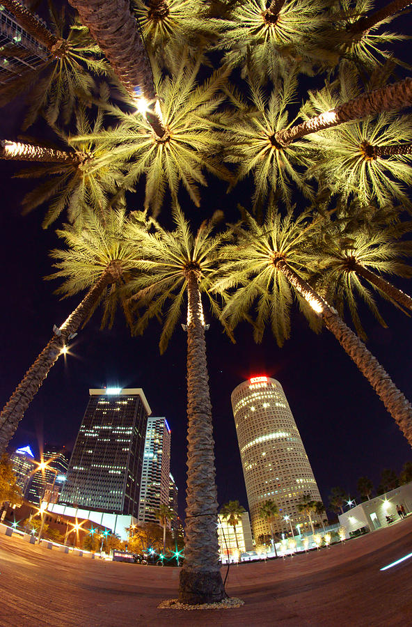 Palm Tree Fireworks Photograph by Daniel Woodrum