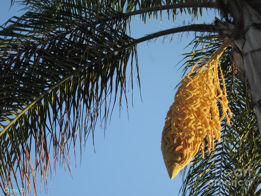 Palm tree flower Photograph by Chani Demuijlder