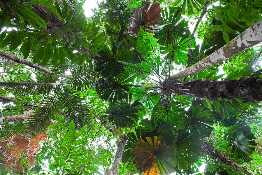 Jungle Photograph - Palm Tree Forest Canopy by Dirk Ercken