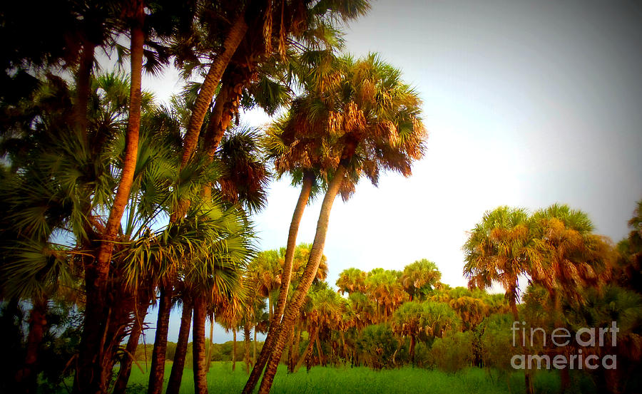 Florida Landscape Photograph - Palm Tree Forest by Lou Ann Bagnall