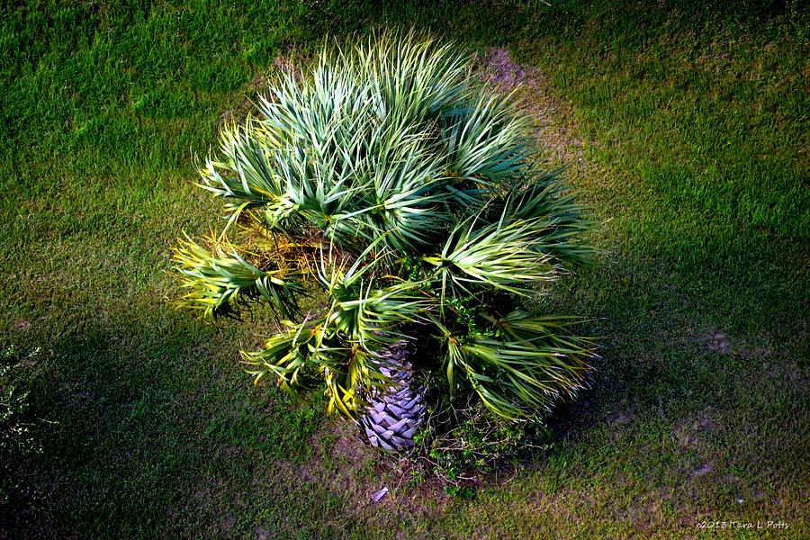 Palm Tree From Above Photograph by Tara Potts