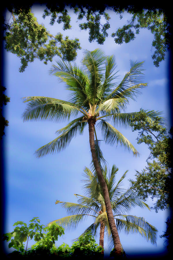 Palm Tree Heaven Photograph by Athena Mckinzie