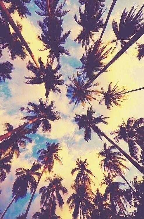Palm Tree Heaven Case Photograph