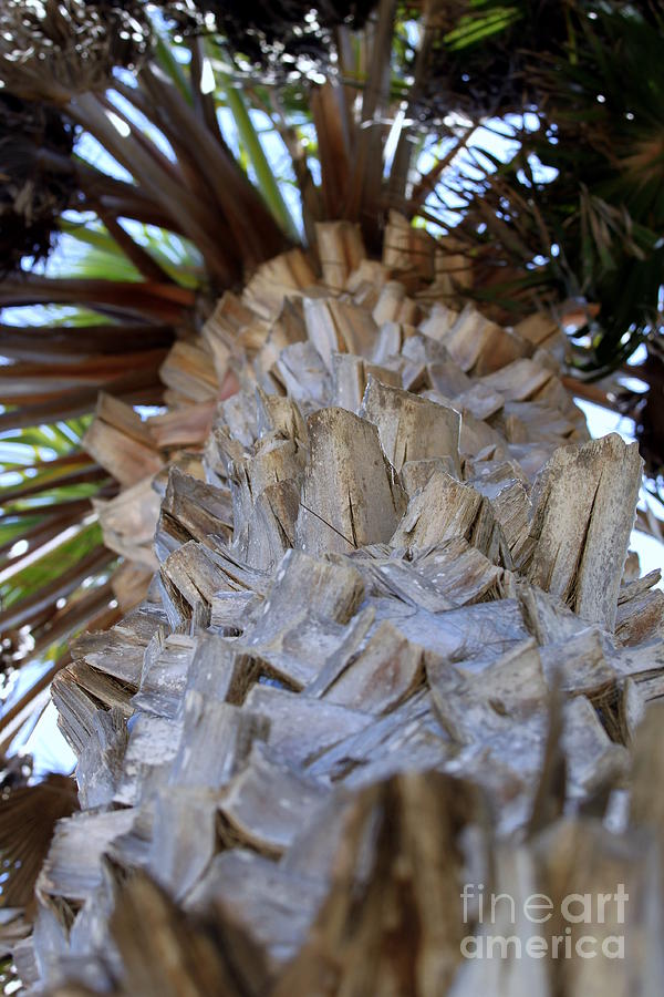 Palm Tree Photograph by Henrik Lehnerer