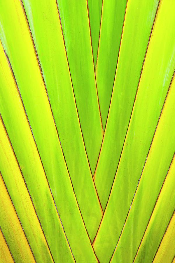 Nature Photograph - Palm Tree, Honduras by Keren Su
