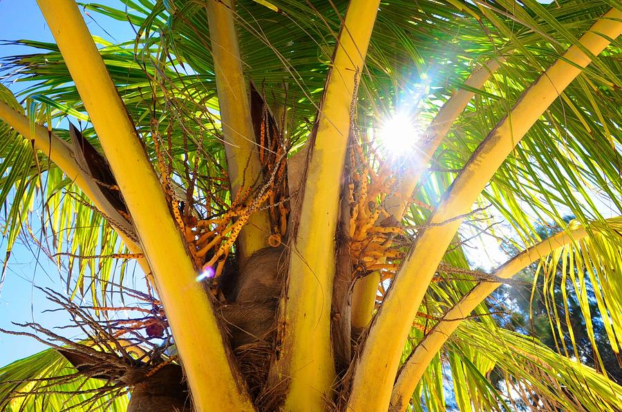 Palm Tree I Photograph by Michele Stoehr - Fine Art America