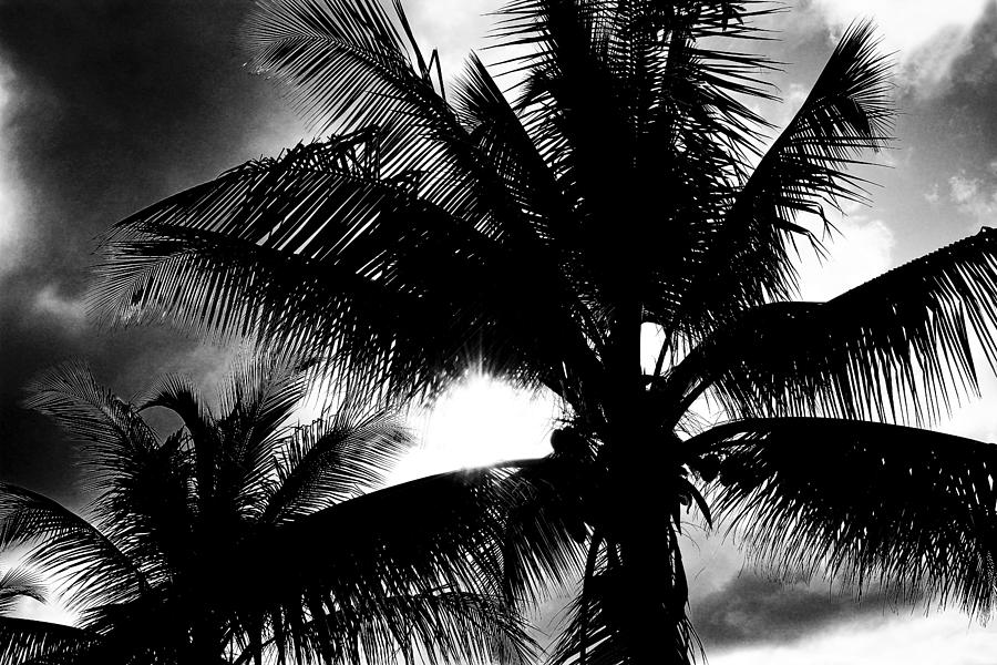 Palm Tree in black and white Photograph by Brendan Reals