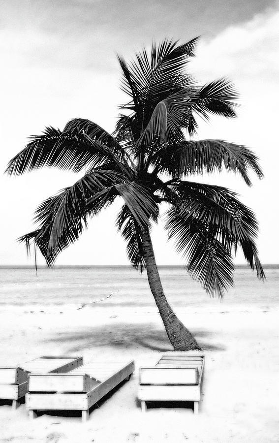 Palm Tree In Black And White Photograph by Glennis Siverson