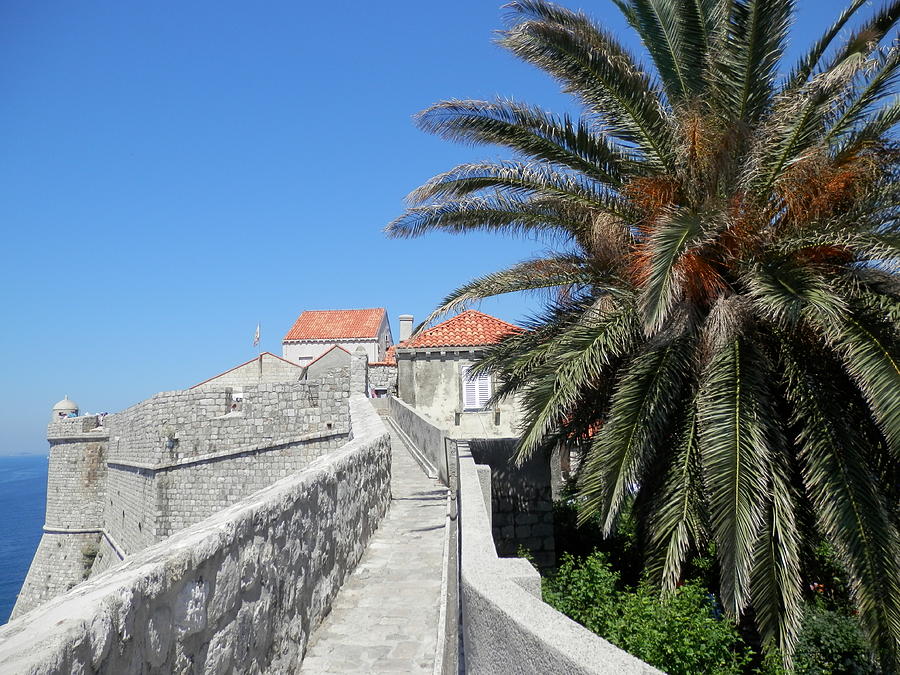 Palm Tree in Dubrovnik Photograph by Pema Hou