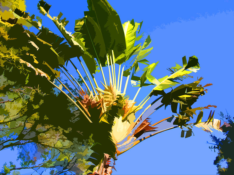 Palm Tree in Florida Digital Art by John Lautermilch