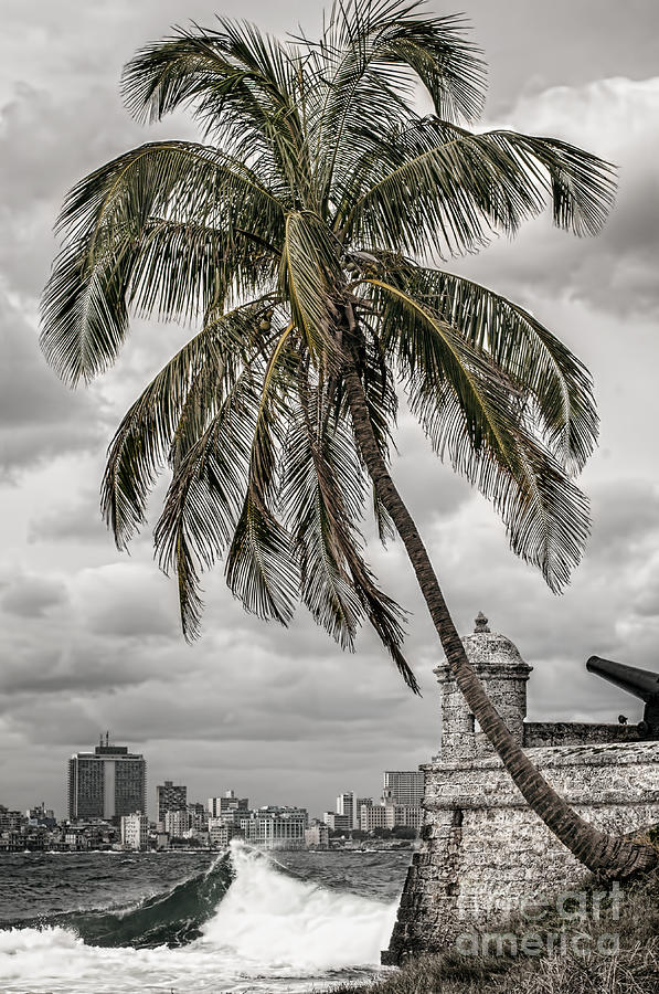 Palm tree in Havana bay Photograph by Jose Rey
