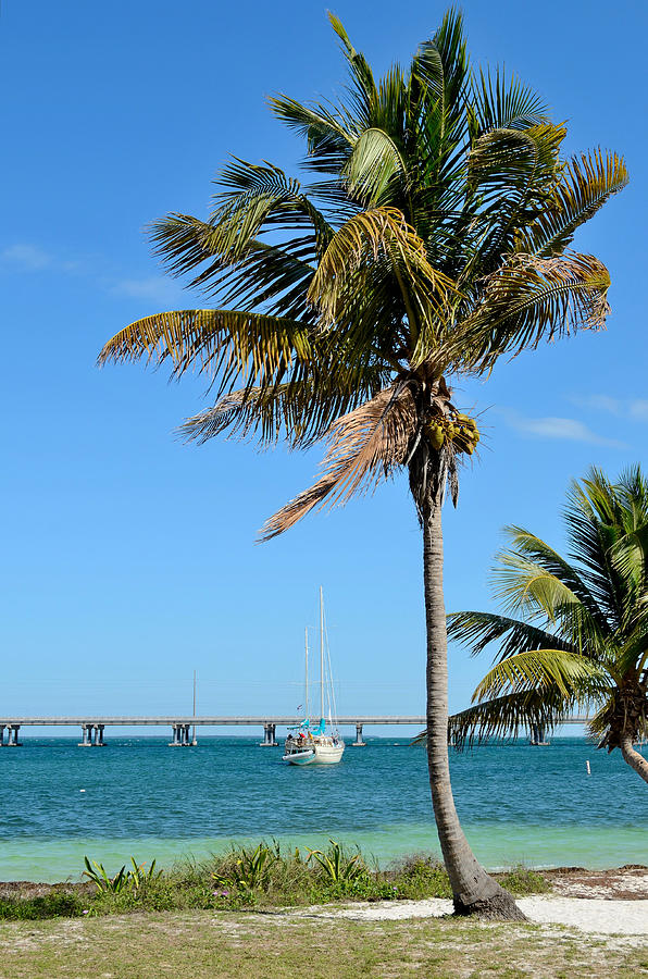Key Photograph - Palm Tree in Paradise by David Hart